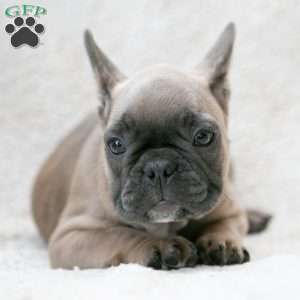 Karis, French Bulldog Puppy